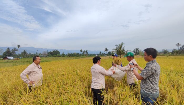 Palas Berpotensi Capai Swasembada Beras
