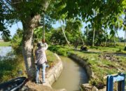 220 Hektare Sawah Pesisir Seunuddon Belum Terjangkau Irigasi Teknis