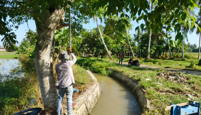 220 Hektare Sawah Pesisir Seunuddon Belum Terjangkau Irigasi Teknis