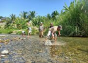 Kondisi Sawah Kering, Petani Abdya Keruk Sungai Ala Manual