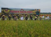Panglima TNI Panen Raya 550 Ton Padi Di Deliserdang