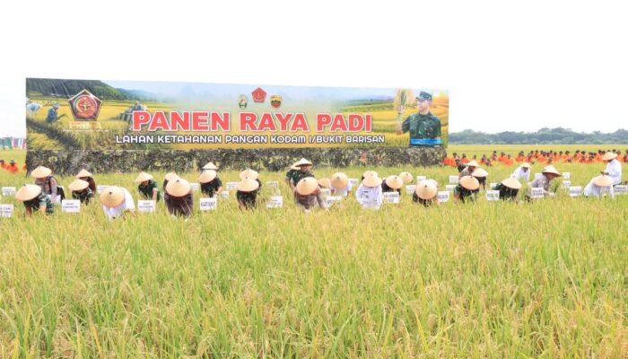 Wali Kota Binjai Hadiri Panen Raya Padi Kodam I/Bukit Barisan Di Deliserdang