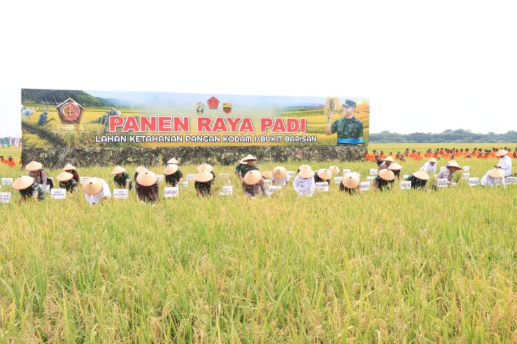 Wali Kota Binjai Hadiri Panen Raya Padi Kodam I/Bukit Barisan Di Deliserdang