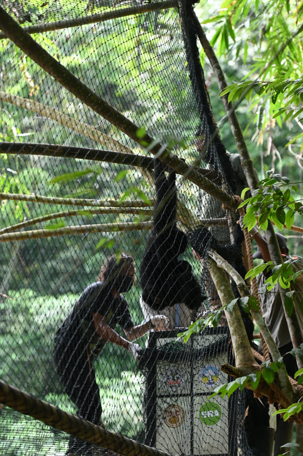 Tiga Tahun Jalani Rehabilitasi, 3 Individu Siamang Akhirnya Dilepasliar Di Hutan TNGL