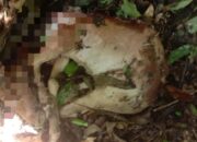 Harimau Mangsa Ternak Warga Aceh Timur