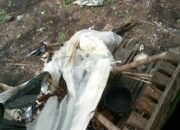 Gajah Liar Ngamuk Di Bener Meriah, Kebun Dan Gubuk Warga Porak-poranda