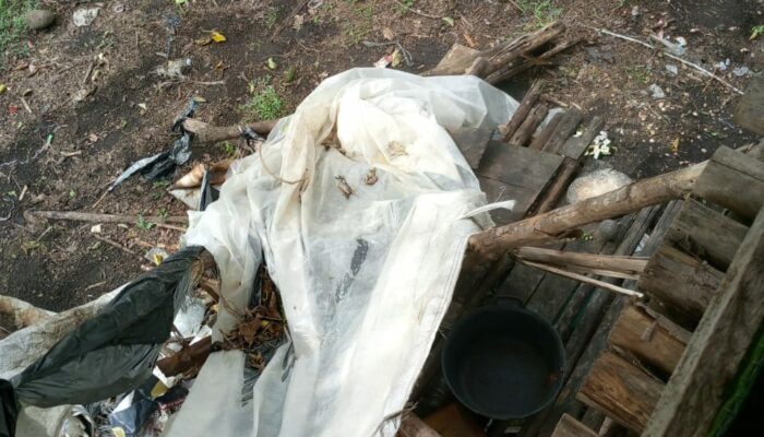 Gajah Liar Ngamuk Di Bener Meriah, Kebun Dan Gubuk Warga Porak-poranda