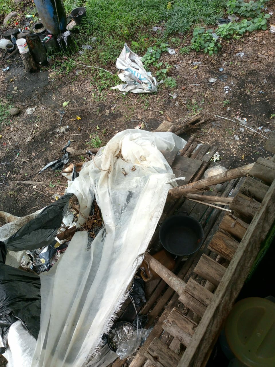 Gajah Liar Ngamuk Di Bener Meriah, Kebun Dan Gubuk Warga Porak-poranda
