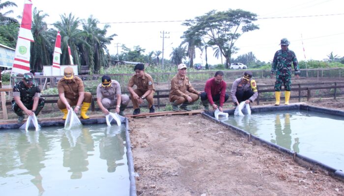 Kodim Aceh Tamiang Tanam Jagung Perdana Di Lahan Kompi Produksi
