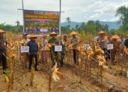 Forkopimkab Abdya Panen Raya Jagung