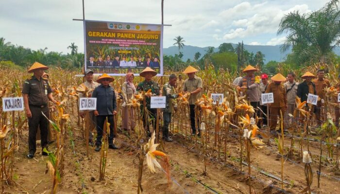 Forkopimkab Abdya Panen Raya Jagung