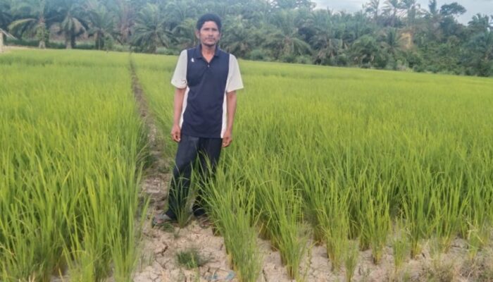 354,57 Hektare Tanaman Padi Kekeringan Di Palas