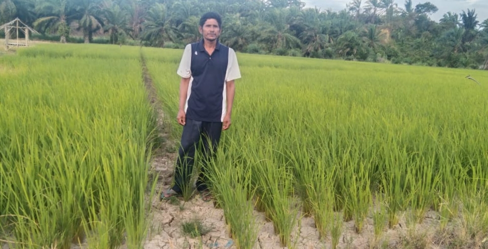 354,57 Hektare Tanaman Padi Kekeringan Di Palas