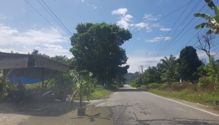 Pohon Pisang Di Badan Jalan Nasional Subulussalam