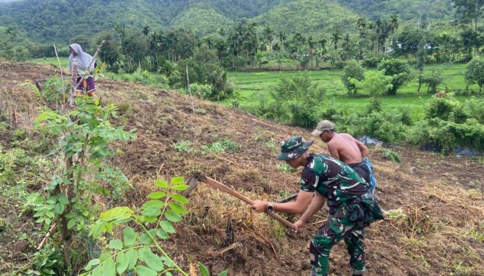 Prajurit Yonif TP-857/GG Sulap Lahan Tidur Jadi Lahan Produktif Kacang Tanah