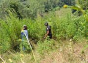Polres Gayo Lues Temukan 2 Ha Ladang Ganja