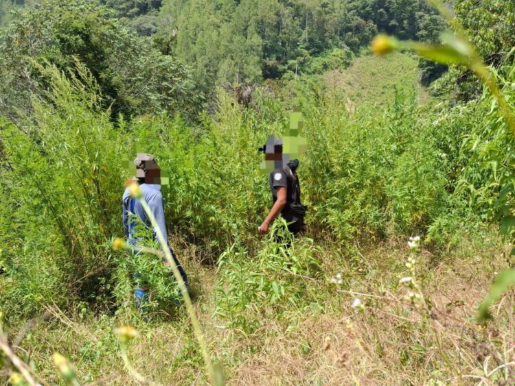 Polres Gayo Lues Temukan 2 Ha Ladang Ganja