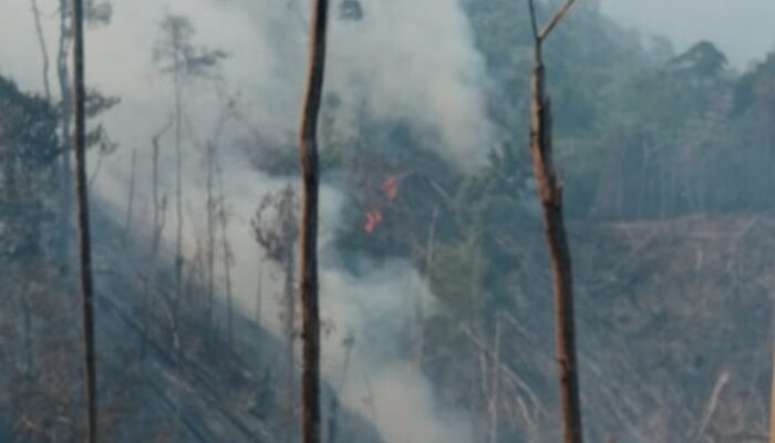 Kerusakan Hutan Diduga Penyebab Kekeringan Di Padanglawas
