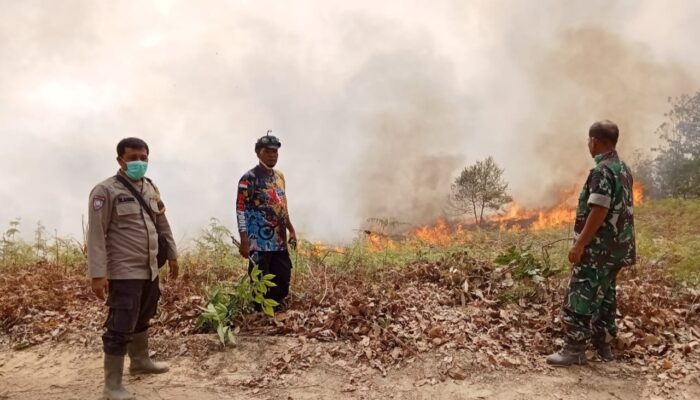 Kebakaran Hutan Dan Lahan Di Palas Meluas, Tim Karhutlah Kewalahan