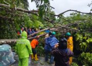 Cuaca Ekstrem Landa Sabang Sejumlah Pohon Tumbang Dan Transportasi Laut Terganggu