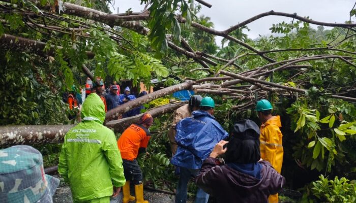 Cuaca Ekstrem Landa Sabang Sejumlah Pohon Tumbang Dan Transportasi Laut Terganggu
