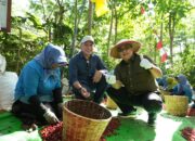 BPK RI Apreasiasi Pengelolaan Kopi Ijen Oleh PalmCo