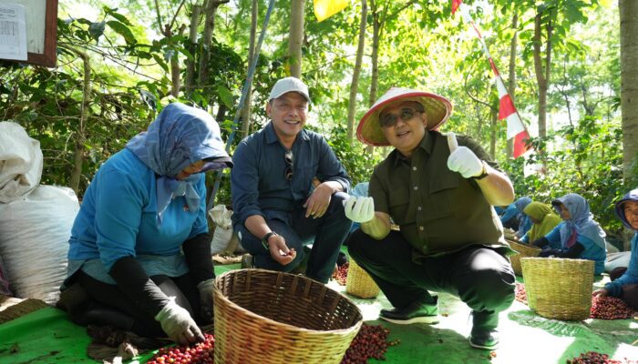 BPK RI Apreasiasi Pengelolaan Kopi Ijen Oleh PalmCo