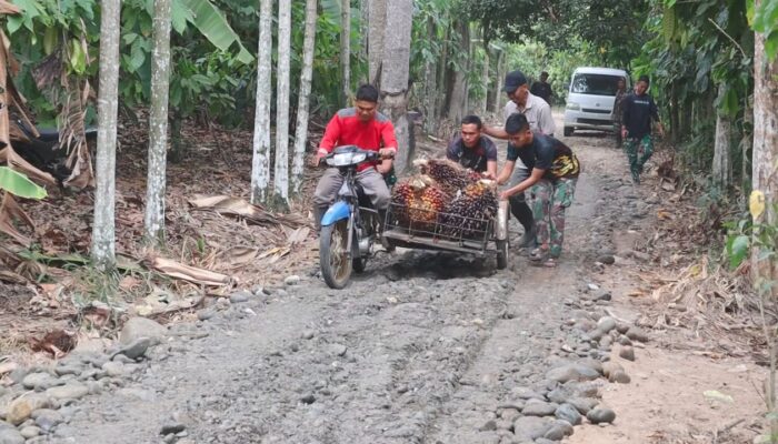 Satgas TMMD Kodim 0108/Agara Bantu Angkut Hasil Pertanian