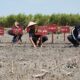 Direktur Yakopi, Eling Tuhono bersama Bupati Batubara melakukan penanaman mangrove pada acara Mangrove Culture Festival I 2025 yang berlangsung di Pantai Sejarah, Kabupaten Batubara.