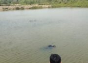 Mayat Laki-laki Terapung Di Tambak Udang
