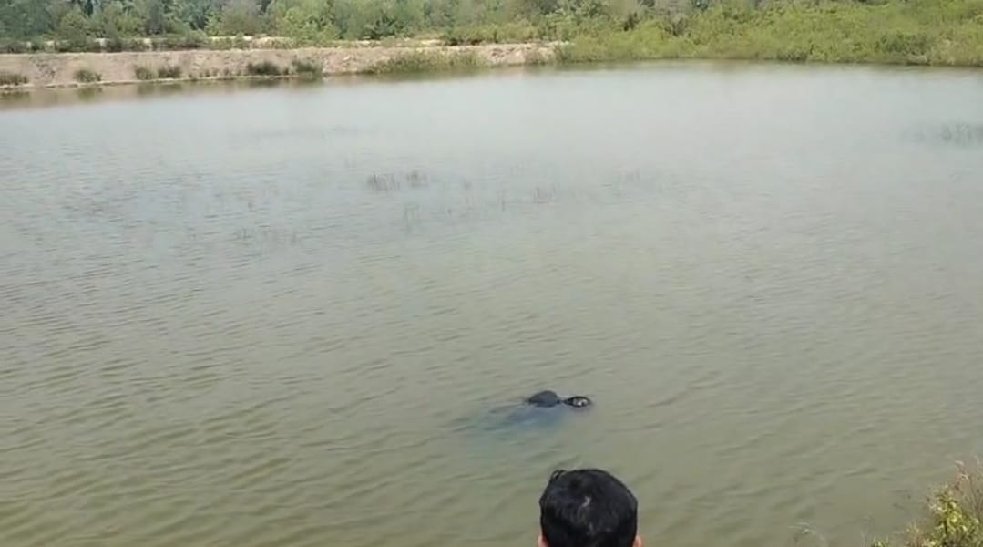 Mayat Laki-laki Terapung Di Tambak Udang
