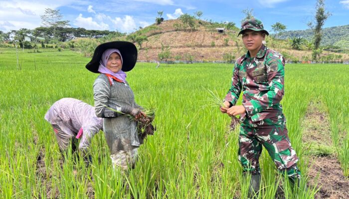 Yonif TP-857/GG Dukung Program Ketahanan Pangan Dan Kesejahteraan Rakyat