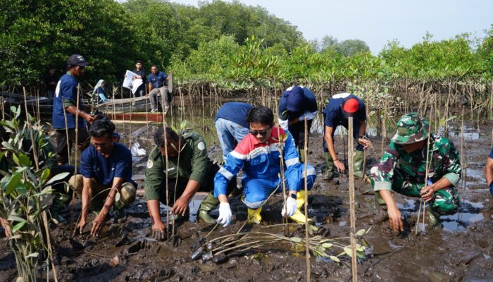 Peringati Hari Mangrove Sedunia, PEP Pangkalansusu Perkuat Ekosistem Pesisir