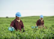 Optimalisasi Lahan Tidur Kebun Teh Bah Butong Telah Melalui Kajian Mendalam