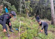 2 Ha Ladang Ganja Di Madina Dimusnahkan
