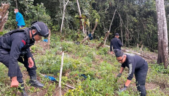 2 Ha Ladang Ganja Di Madina Dimusnahkan