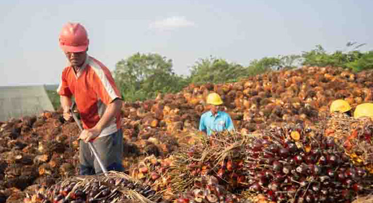 Industri Kelapa Sawit Hadapi Tantangan Berat