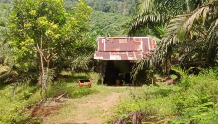 Oknum Kades Di Tapsel Diduga Terlibat Jual Beli Hutan