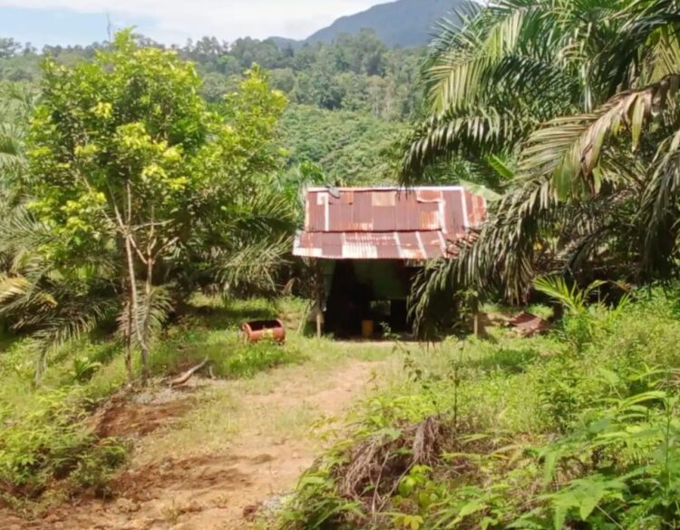 Oknum Kades Di Tapsel Diduga Terlibat Jual Beli Hutan