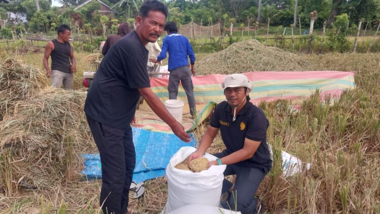 Harga Gabah Melejit Di Aceh Besar, Kini Capai Rp8.200 Per Kg