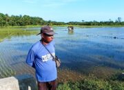 Petani Padang Kawa Abdya Terancam Gagal Panen