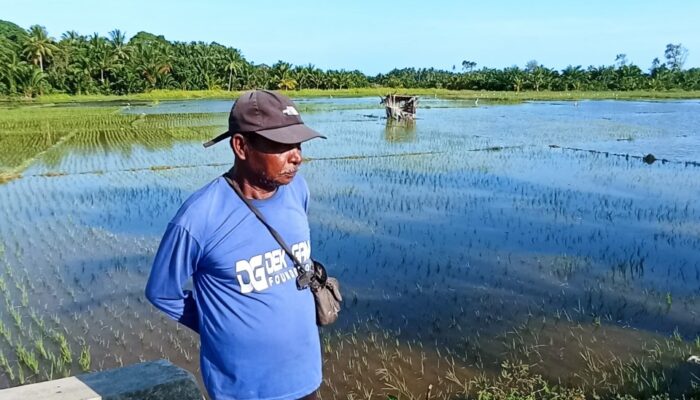 Petani Padang Kawa Abdya Terancam Gagal Panen