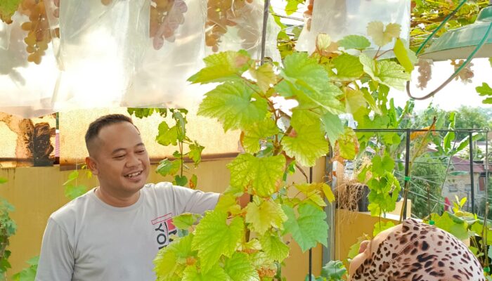 Petualangan Manis Riduan; Panen Anggur Di Atap Rumah!