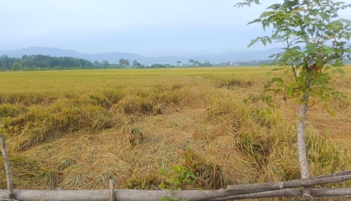 Tanaman Padi Roboh Jelang Panen, DPRK Pidie Minta Pendampingan Petani
