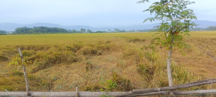 Tanaman Padi Roboh Jelang Panen, DPRK Pidie Minta Pendampingan Petani