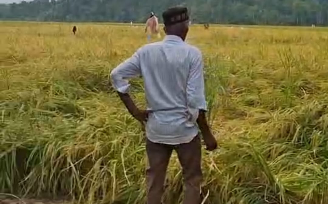 Jaga Ketahanan Pangan, Padi Trisakti Di Tangse Panen Perdana