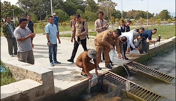 3.000 Benih Ikan Mas Ditebar Di Danau Toba