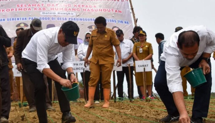 Bupati Humbahas Tanam Padi Gogo