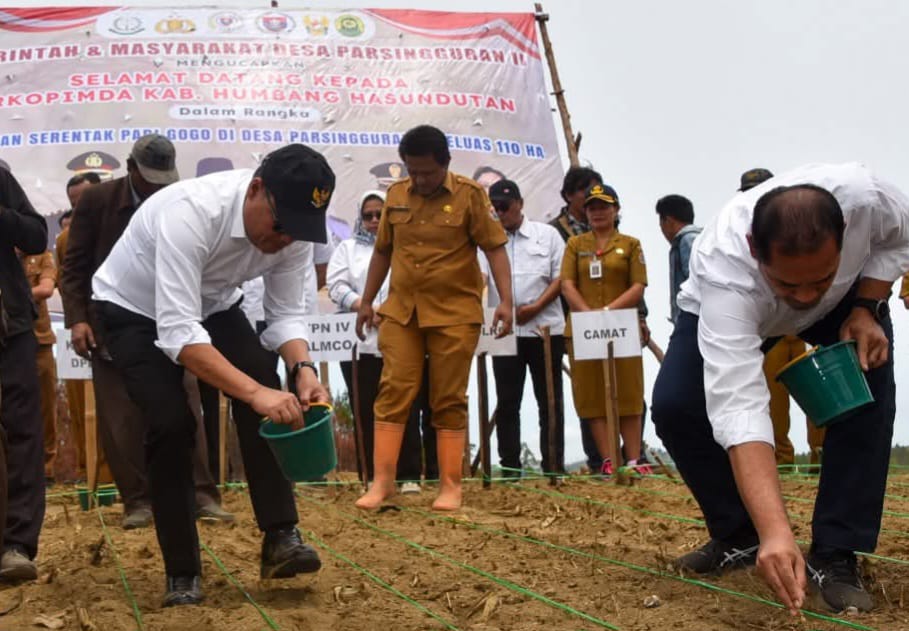 Bupati Humbahas Tanam Padi Gogo