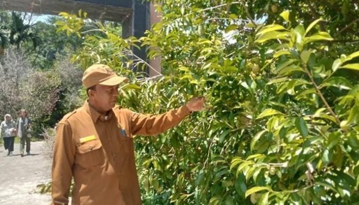Komoditi Pala Aceh Selatan Resmi Peroleh Sertifikat IG Dari Kemenkumham